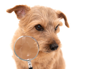 虫眼鏡を使って調べるノーフォークテリア犬 Wall Mural Blanche 虫眼鏡を使って調べるノーフォークテリア犬 Wall Mural Blanche