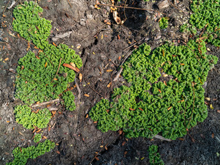 The beautiful moss on ground.