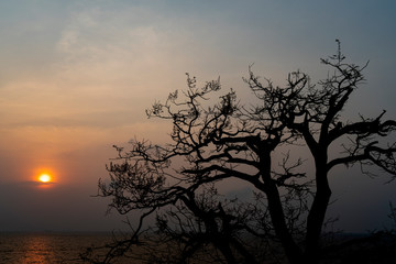 Silhouette of Tree without leaves and Beautiful sunset.