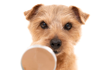 虫眼鏡を使って調べるノーフォークテリア犬 Wall Mural Blanche 虫眼鏡を使って調べるノーフォークテリア犬 Wall Mural Blanche