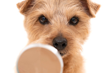 虫眼鏡を使って調べるノーフォークテリア犬