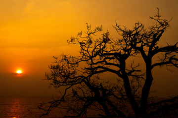 Fototapeta premium Silhouette of Tree without leaves and Beautiful sunset.