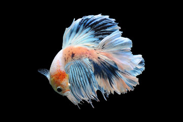 Betta fish, siamese fighting fish, betta splendens isolated on black background, fish on black background, Multi color Siamese fighting fish,