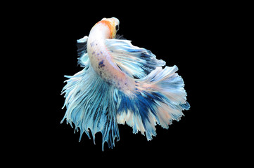 Betta fish, siamese fighting fish, betta splendens isolated on black background, fish on black background, Multi color Siamese fighting fish,