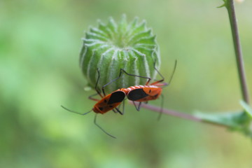 ant on leaf