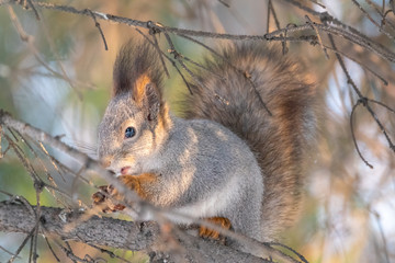 The squirrel sits on a branches in the winter or autumn
