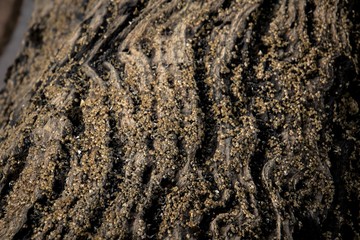 driftwood on the beach