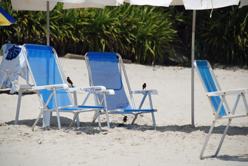 Birds on the beach