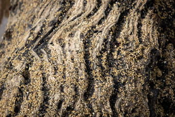 driftwood on the beach