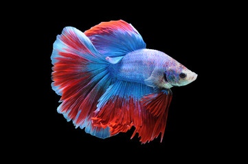 Betta fish, siamese fighting fish, betta splendens isolated on black background, fish on black...