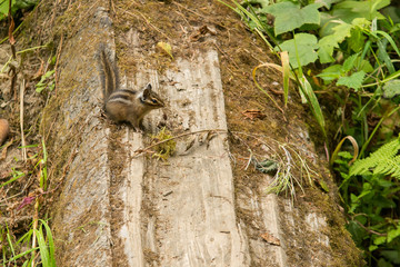 A small chipmunk sitting on a log eating .