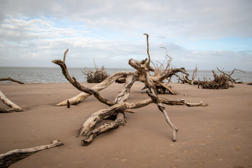 driftwood on the beach