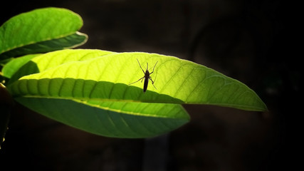 A mosquito resting on a green leaf