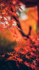 Autumn leaves in Japan,Kyoto,紅葉,秋