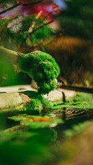 Moss in hand watershed