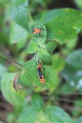 ant on leaf