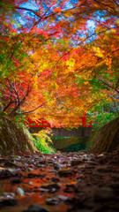 Obraz na płótnie Canvas Autumn leaves in Japan,Kyoto