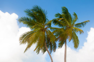 Beautiful coconut palm tree view from below. Blue sky and clouds