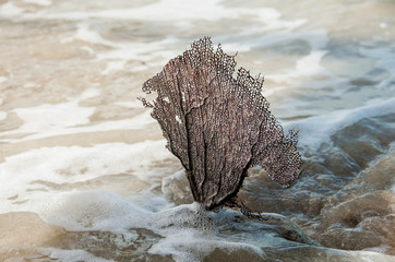 Beautiful coral  in the water. Ocean wave touches the coral