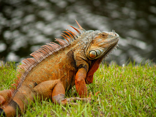 iguana on a branch