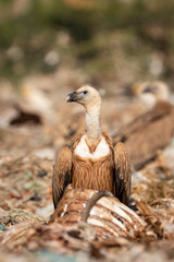 Griffon vulture or Eurasian Griffon or Gyps fulvus at dumping yard of jorbeer conservation reserve , bikaner, Rajasthan, India