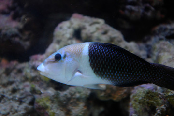 The black and white fish in aquarium