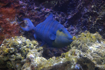 Redtoothed triggerfish, (Odonus niger)