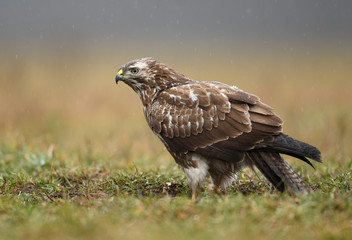 Common buzzard (Buteo buteo) close up