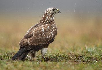 Common buzzard (Buteo buteo) close up