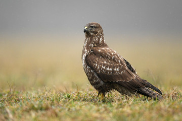 Common buzzard (Buteo buteo) close up