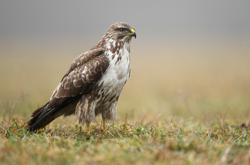 Common buzzard (Buteo buteo) close up