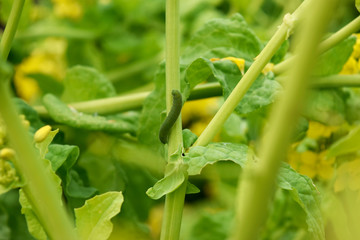 青虫と菜の花