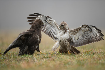 Common buzzard (Buteo buteo) close up