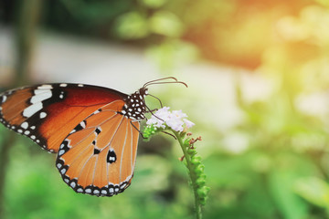 beautiful orange butterfly on blossom flower in the morning