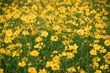 Yellow cosmos flowers blooming in the garden.