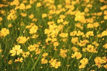 Fototapeta premium Yellow cosmos flowers blooming in the garden.