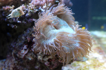 Bubble-tip anemone, (Entacmaea quadricolor)