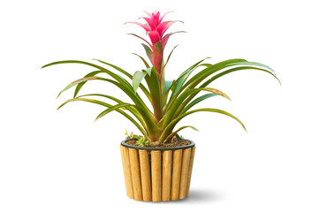 Beautiful Red Bromeliad in bamboo pot isolated on white background
