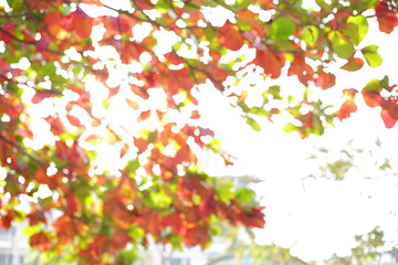 autumn morning day, abstract image of blur bokeh in nature