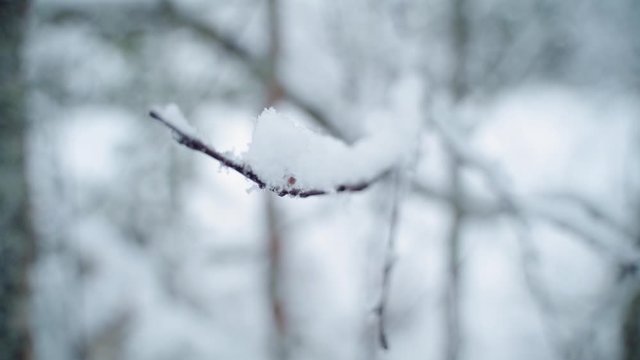 Birch in snowy forrest. Focus shift from background to tip of branch. Slow motion.