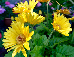 Closeup of yellow Gerbera daisies for sale at a local farmers market.  