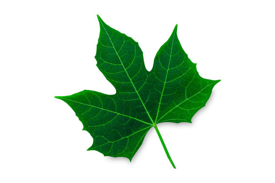 Green leaf coccinia or lvy gourd isolated on with background.