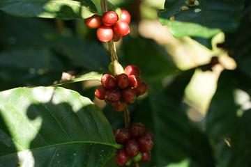 Red coffee beans on the coffee branch with green leaves