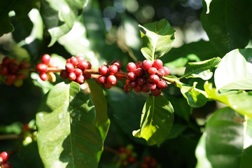 Red coffee beans on the coffee branch with green leaves