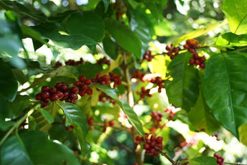 Red coffee beans on the coffee branch with green leaves