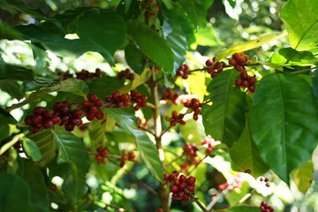 Red coffee beans on the coffee branch with green leaves