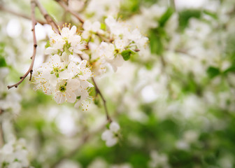 Beautiful floral spring abstract background of nature. Branches of blossoming cherry with soft focus on gentle light green background. Greeting cards with copy space