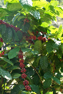 Red coffee beans on the coffee branch with green leaves