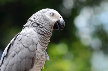 parrot rainbow, parrot, Birds, bird scream, parrot rainbow,