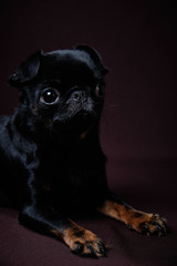 Portrait of the dog Petit brabanson on a dark background